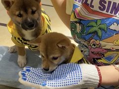 -逗柴咖啡屋·狗咖猫咖宠物桌游