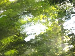 -西双版纳原始森林公园