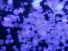 -烟台海昌鲸鲨海洋公园