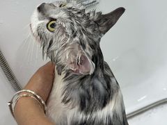 -爱洗澡的猫(望京店)