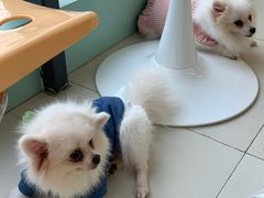 -怪兽屋·羊驼·猫咖·狗咖(俊华广场店)