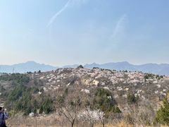 -白水寺森林公园
