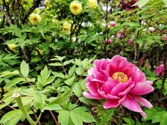 -城池·洛阳菜