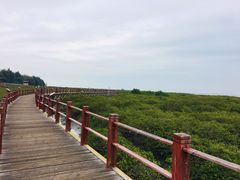-北海金海湾红树林生态旅游区