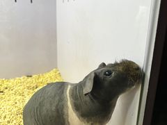 -昆明大悦城未来动物城(螺蛳湾中心店)