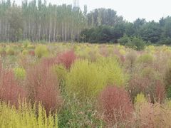 -野鸭湖国家湿地公园