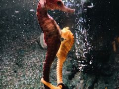 -暹罗海洋世界