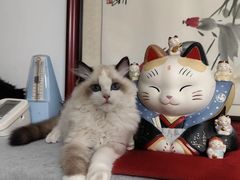 -猫十亿·布偶金渐层·曼基康矮脚猫舍(青年路店)