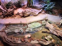 -正佳雨林生态植物园