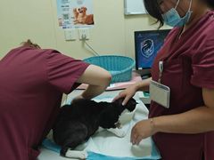 -纳吉亚猫专科动物医院博雅分院