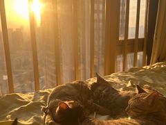 -瑞鹏宠物医院·普外科·影像科·皮肤科(城市山谷分院)