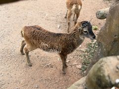 -海南热带野生动植物园