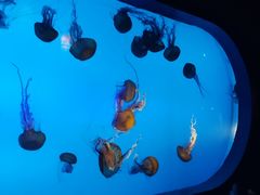 -太平洋海底世界