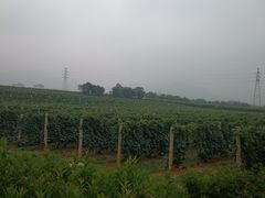 -北京张裕爱斐堡酒庄