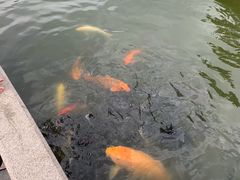 -榴花公园