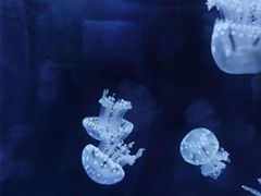 -左海海底世界