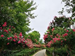 -武汉紫薇都市田园