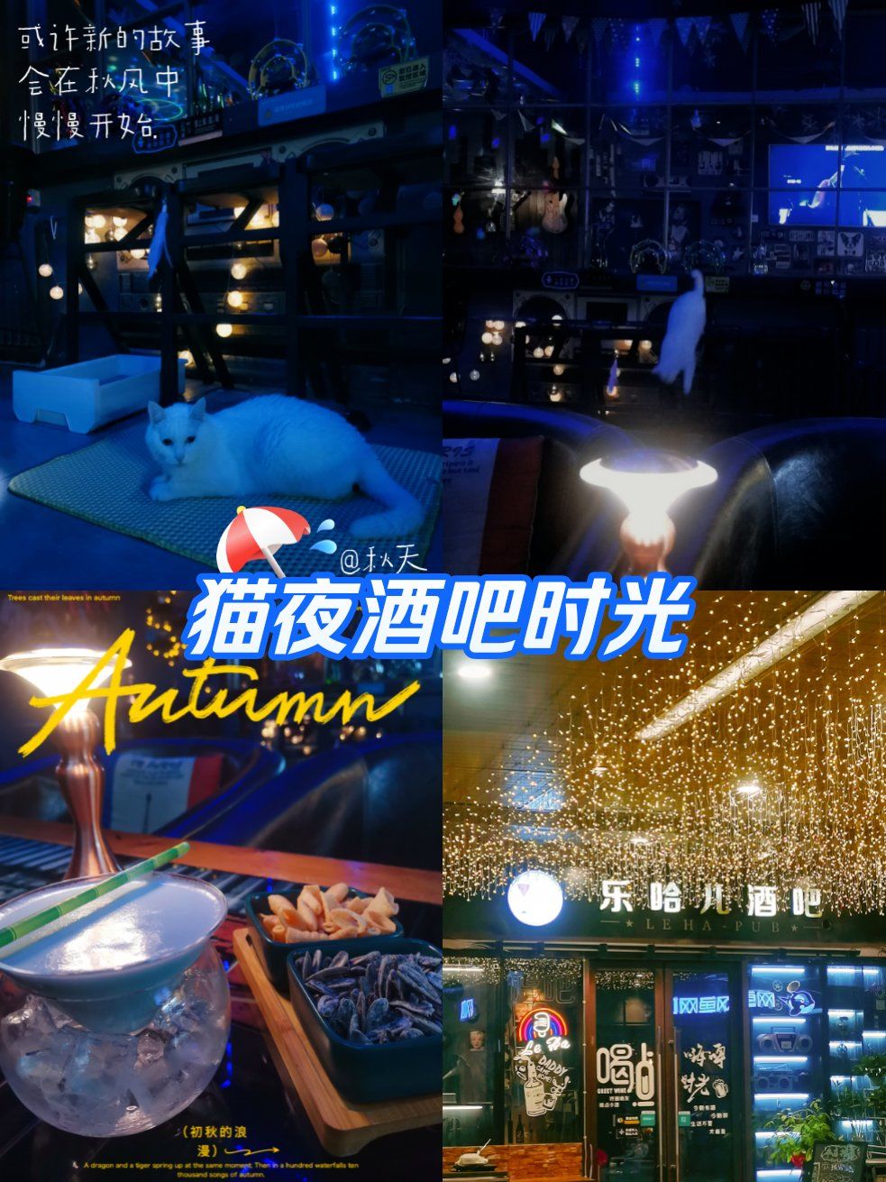 猫夜酒吧时光