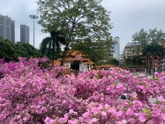 -深圳仙湖植物园
