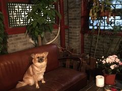 -百好乐宠物友好餐厅(朝外大街店)