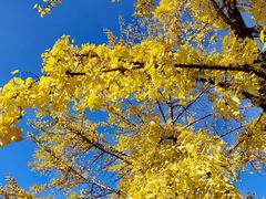 -三里屯东五街银杏大道