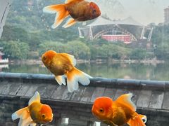 -珠海圆明新园
