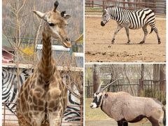 -大连森林动物园