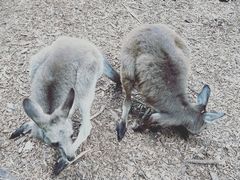 -费瑟代尔野生动物园