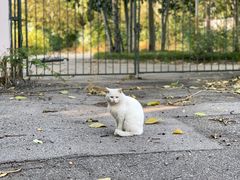 -三里屯东五街银杏大道