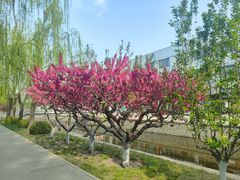 -元大都城垣遗址公园