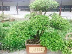 -苏州文庙(姑苏区)