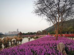-顺峰山公园