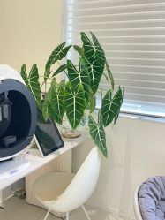 -安那般那皮肤年轻化ANAPANA