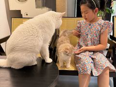 -琪喵猫屋·撸猫猫咖·猫舍