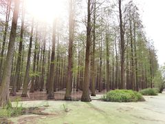-渌洋湖湿地公园