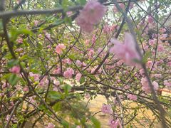 -桃花堤公园