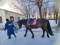 -北京群众马术培训基地