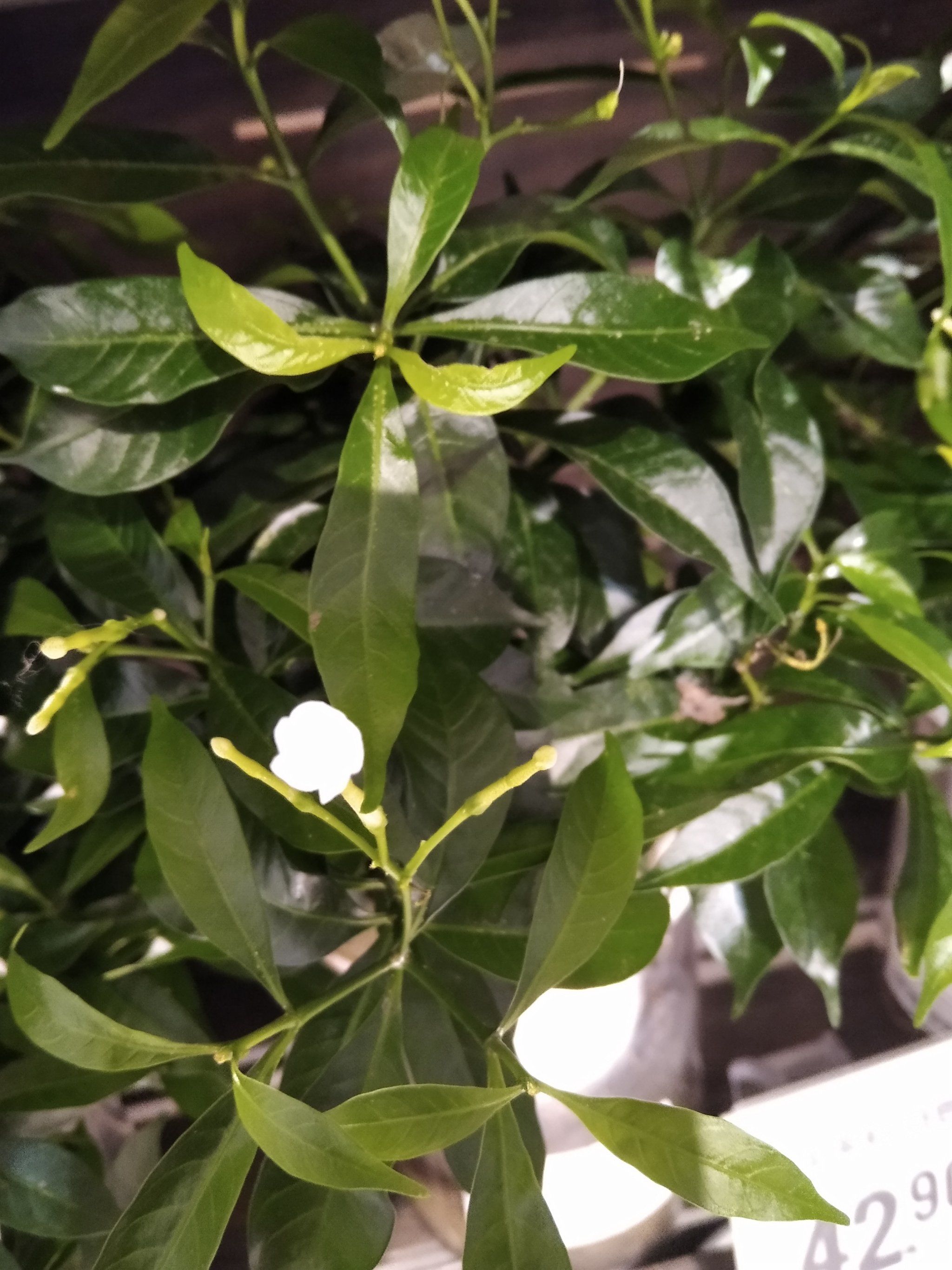 每天认识一种花