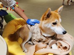 -逗柴咖啡屋·狗咖猫咖宠物桌游
