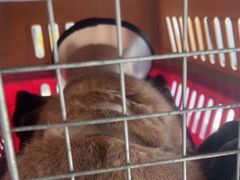 -艾贝尔宠物医院·24H转诊中心·肿瘤猫专科(江宁双龙店)