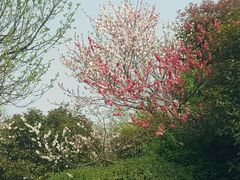 -桃花岛景观公园