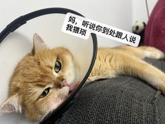 -瑞鹏宠物医院华南总院·夜诊·心脏科·骨科