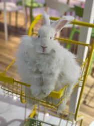 -Moni星球萌宠·小马宝莉·灵蛇·高端高阶全萌宠互动体验俱乐部(红豆国际广场店)