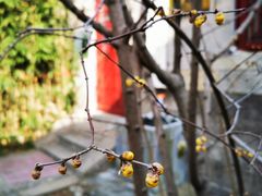 -青岛崂山太清宫