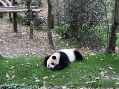 景点-成都大熊猫繁育研究基地