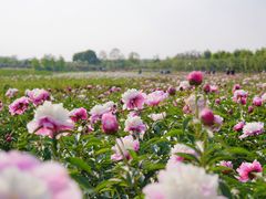 -扬州芍药园(仪征市)