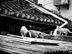 -顺昌路550弄小区