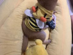 -逗柴咖啡屋·狗咖猫咖宠物桌游