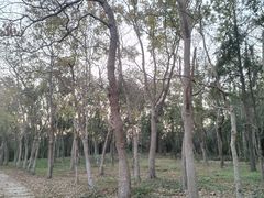 -上海海湾国家森林公园