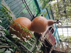 -呀路古热带植物园
